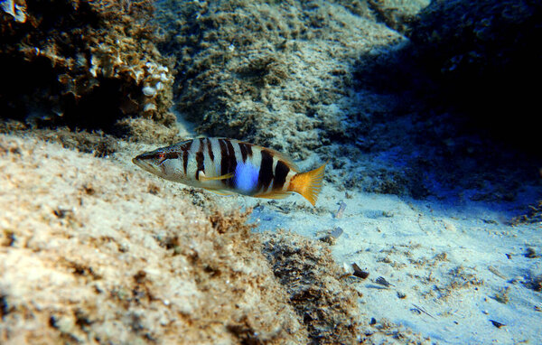 Раскрашенный гребень - (Serranus scriba)