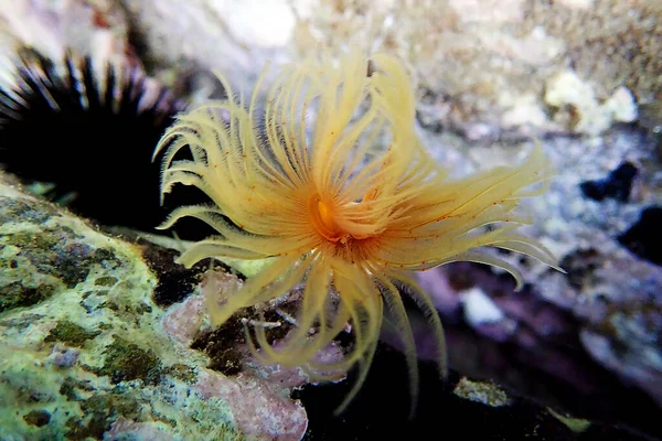 Mediterrane Hoefijzerworm Protula Tubularia — Stockfoto