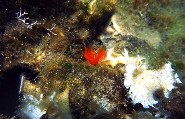 Tubeworm Podkowy Śródziemnomorski Protula Tubularia — Zdjęcie stockowe