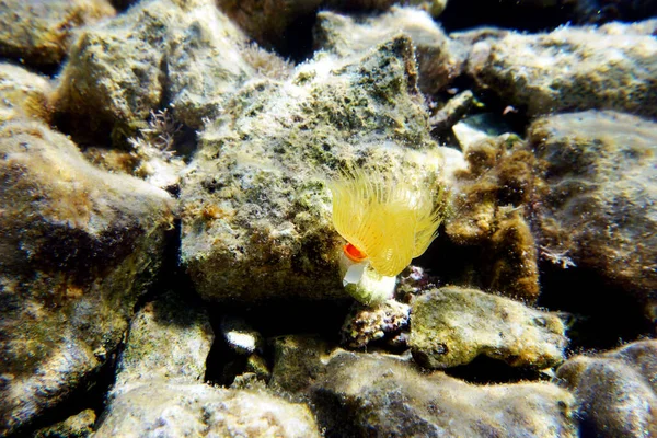 地中海性馬蹄形チューブワーム Protula Tubularia — ストック写真