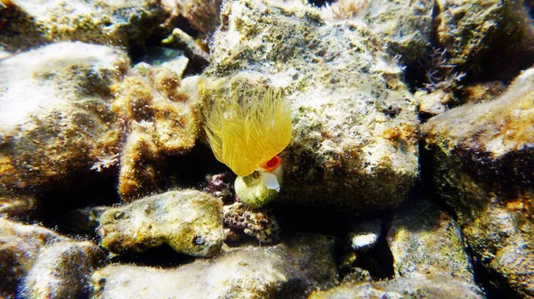 Herradura Del Mediterráneo Tubeworm Protula Tubularia — Foto de Stock