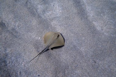 Güzel vatozlu sualtı fotoğrafçılık sahnesi 
