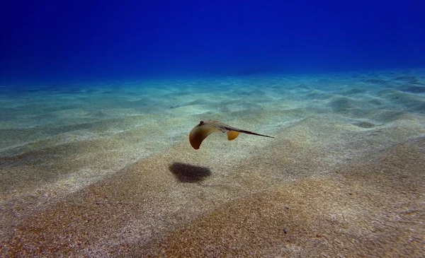 Undervattensfotografering Scen Med Vacker Stingray — Stockfoto