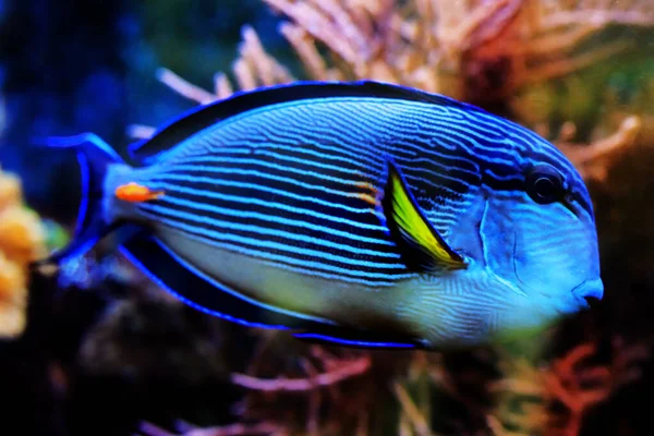 Acanthurus Sohal Tang Fish Swims Coral Reef Aquarium — Stock Photo, Image