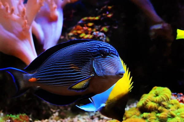 Acanthurus Sohal Tang Риба Плаває Акваріумі Коралових Рифів — стокове фото