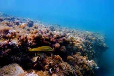 Ocellated Mediterranean wrasse 'nin nadir sarı türü - Symphodus ocellatus