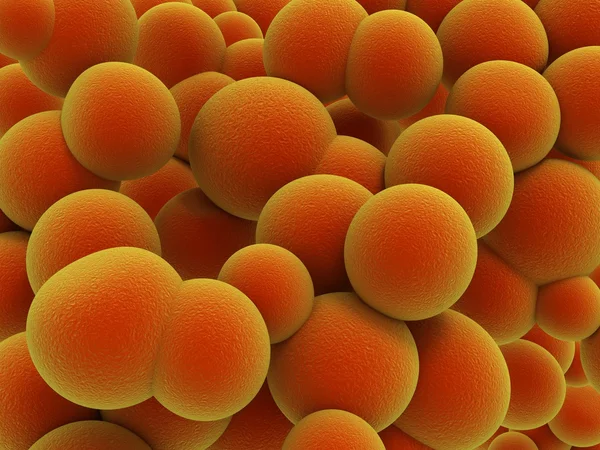 Bacteria strain — Stock Photo, Image