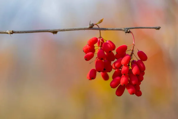 Barbaris Sprig Bunches Ripe Bright Red Barbaris Berries Berberis Vulgaris — Stock Photo, Image