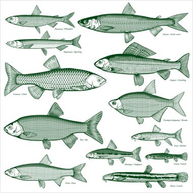 Fish freshwater vector 3 clipart