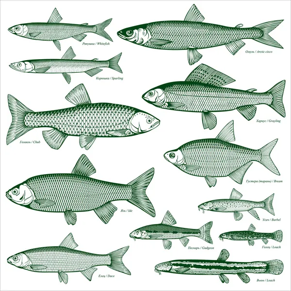 Vecteur poissons d'eau douce 3 — Image vectorielle
