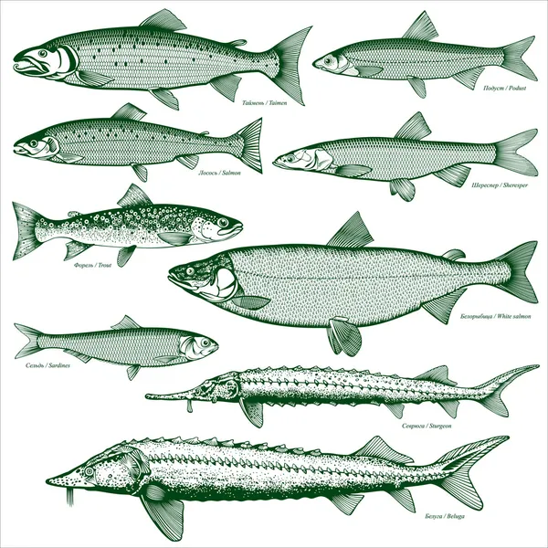 Fish freshwater vector 2 Stock Vector