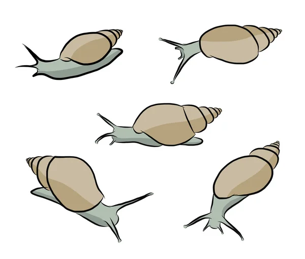 向量的蜗牛 — 图库矢量图片