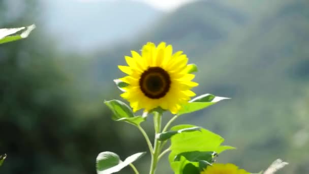 Beautiful Sunflower Sunny Day Fields Southern Italy — Vídeo de Stock