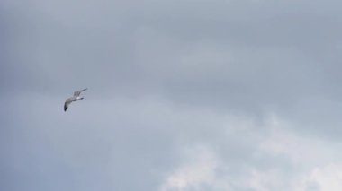 Martı bulutlu gökyüzünde yavaş çekimde uçar.