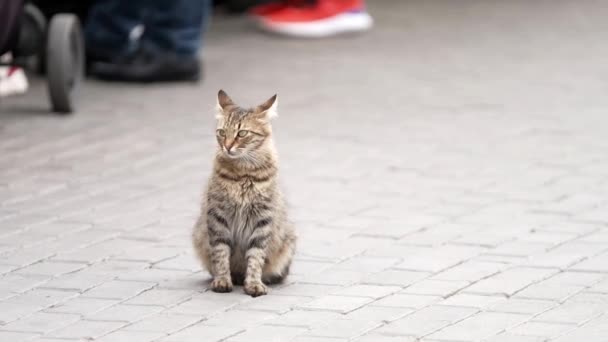 Gato Gris Sentado Calle Mira Gente — Vídeos de Stock