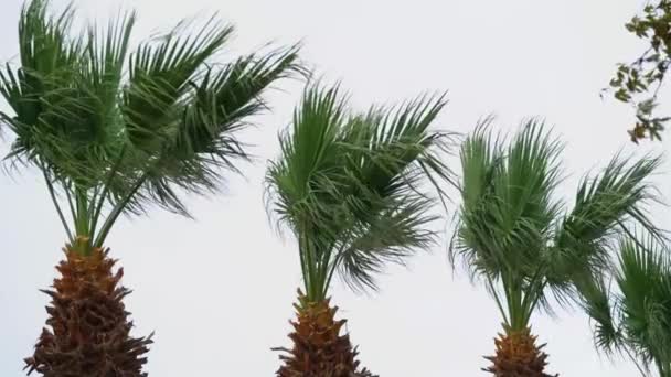 Palm Trees Shaken Wind Slow Motion Footage — Wideo stockowe