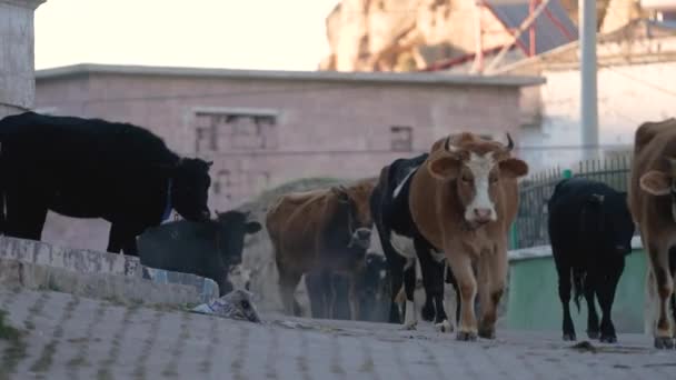 Herd Cows Grazing Streets City — Vídeo de Stock