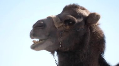 close-up of the muzzle of a camel eating in relaxation