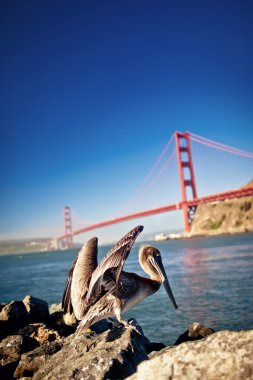 American pelican with Golden Gate bridge behind clipart