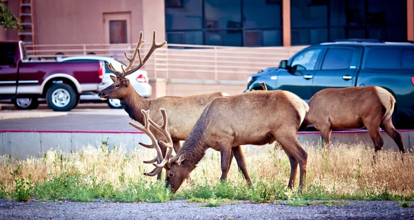 Portrait of deer stag near parking lot — Stock Photo, Image