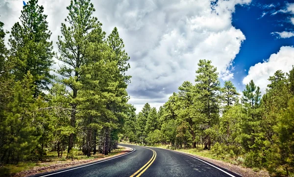 Forest road — Stockfoto