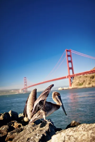 A Golden Gate híd mögött amerikai Pelikán — Stock Fotó