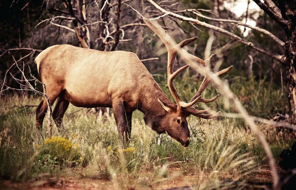 Portrait of a mighty stag — Stock Photo, Image