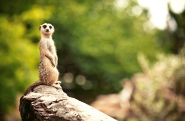 Meerkat (Surikate) clipart