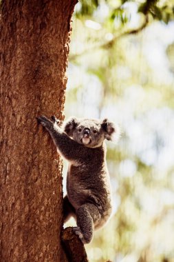 ağaç üzerinde koala ayısı