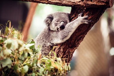 ağaç üzerinde uyku koala ayısı