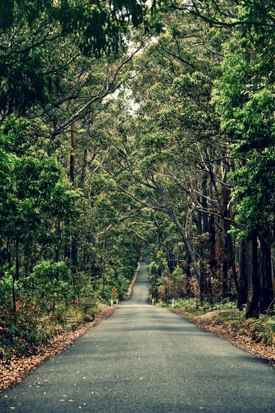 Road in the forest — Stock Photo, Image