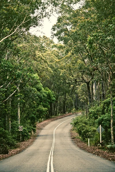 Дорога в лесу — стоковое фото