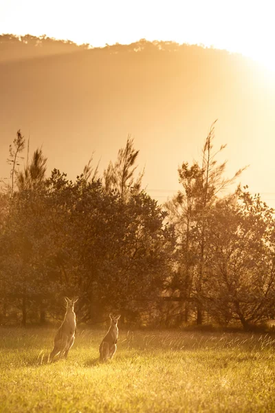 Avustralya kanguru grubu — Stok fotoğraf