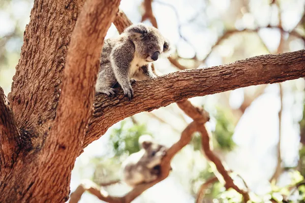Koala medve a fán — Stock Fotó
