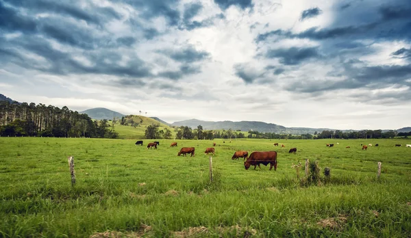 Cattle in a Field — Stock Photo, Image
