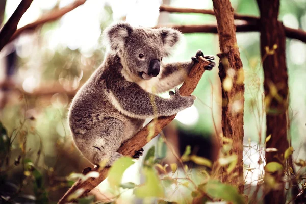 Urso Koala na árvore — Fotografia de Stock