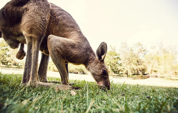 Australisches Känguru — Stockfoto