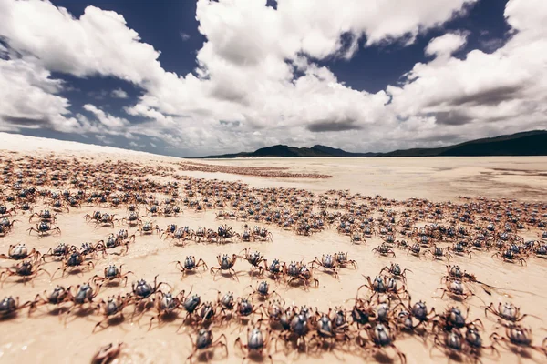 Playa whitehaven en Australia —  Fotos de Stock