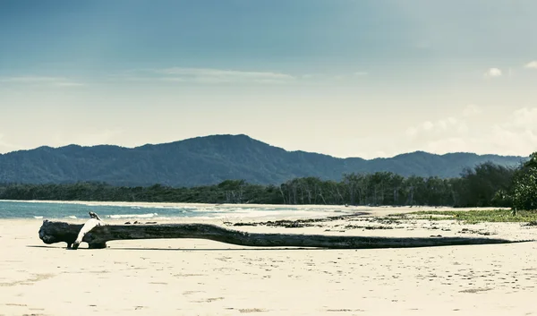 Foresta pluviale in Australia — Foto Stock