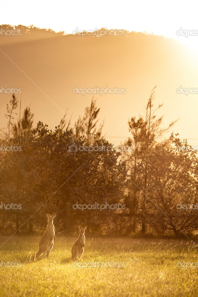 Group of australian kangaroos