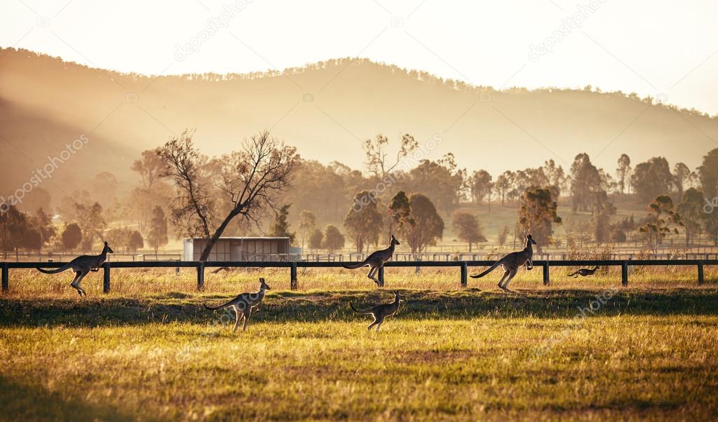 Group of australian kangaroos