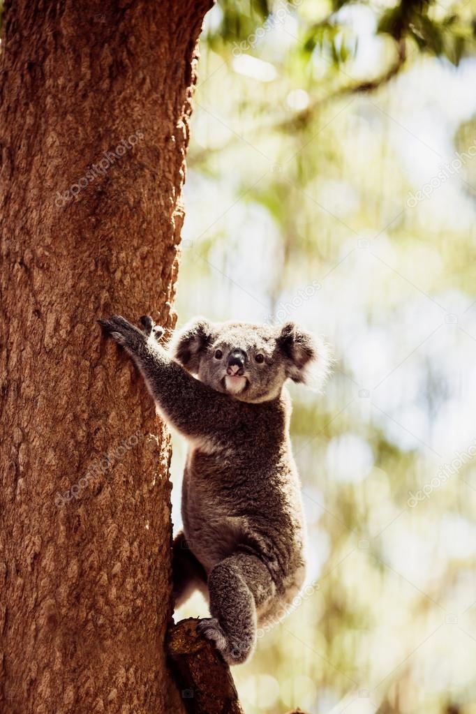 Koala Bear on the tree