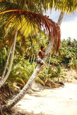 adam bir palmiye ağacı üzerinde tırmanıyor