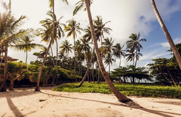 Strand en de Oceaan — Stockfoto