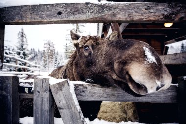 ahşap çit arkasındaki Elk