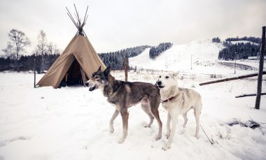 psy w pobliżu wigwam w zimie