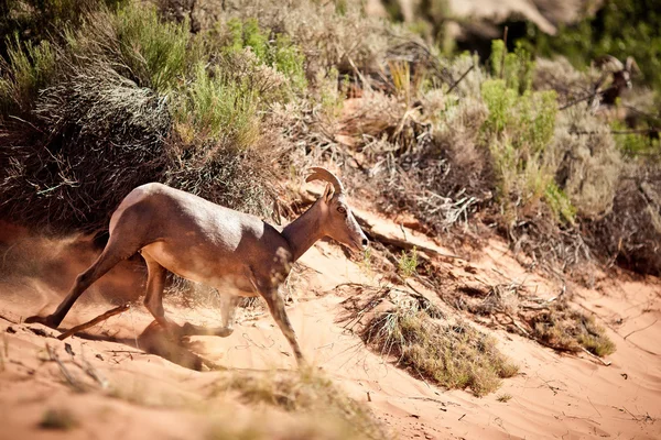 Wild goat in the desert — Stock Photo, Image