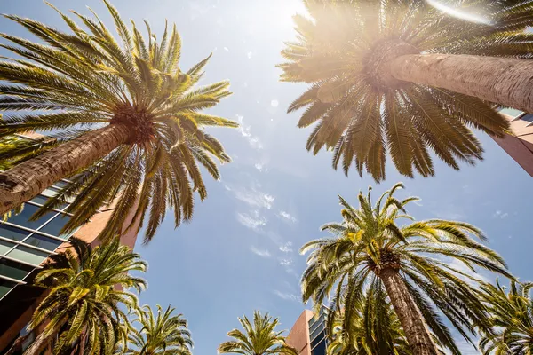 Palms in Silicon Valley — Stockfoto
