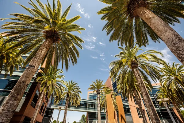 Palmen im Silicon Valley — Stockfoto
