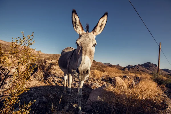 Donkey in the Mojave Desert — Stock Photo, Image